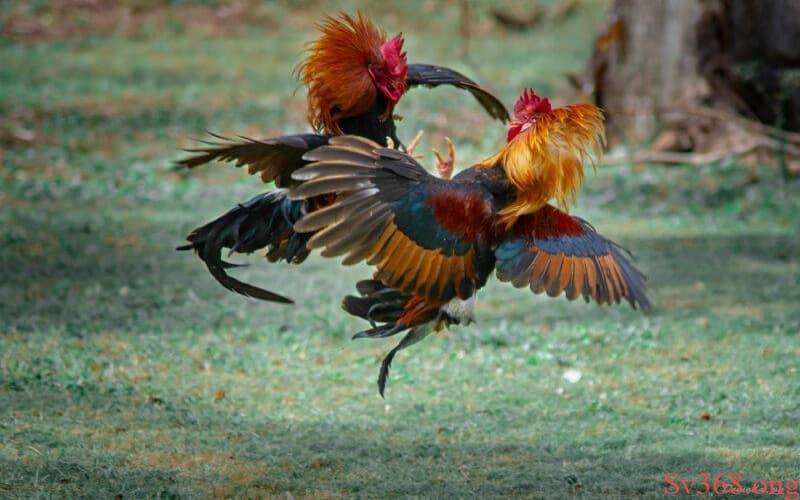 Luật đá gà miền Bắc Ưu điểm áp dụng về luật đá gà của miền Bắc