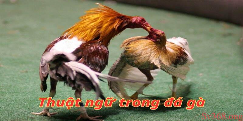 Chia Sẻ Các Thuật Ngữ Trong Đá Gà Khi Nuôi Gà Chọi 4 Các thuật ngữ trong đá gà